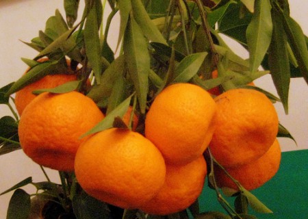 MANDARINI 1.50 al Kg
